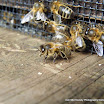 John Fleming - Summer Honey Bee.jpg