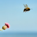 Bumblebee