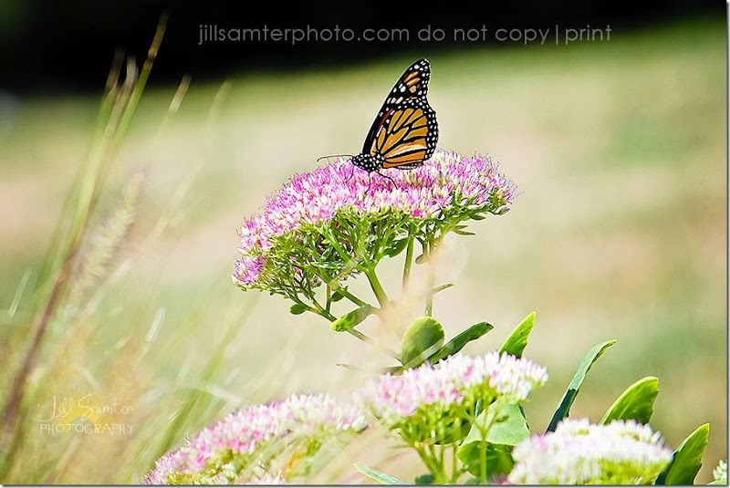 Jill Samter - How to Keep Our Family Healthy Naturally Jill Samter - How I keep our family healthy