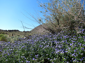 Canterbury Bell