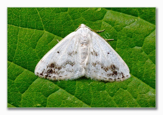 Day Moth 11  Clouded Silver