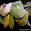John Fleming - Winter Frost.jpg