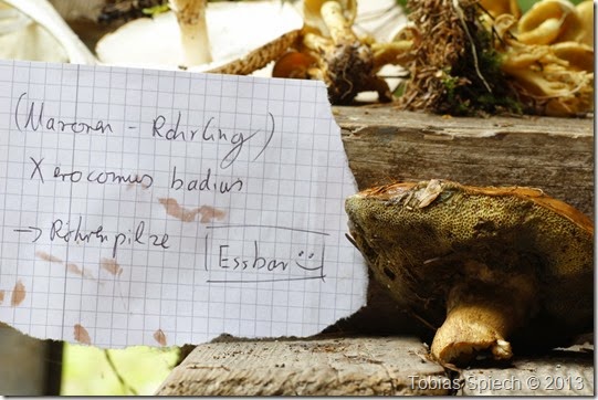 Maronenröhrling Xerocomus badius