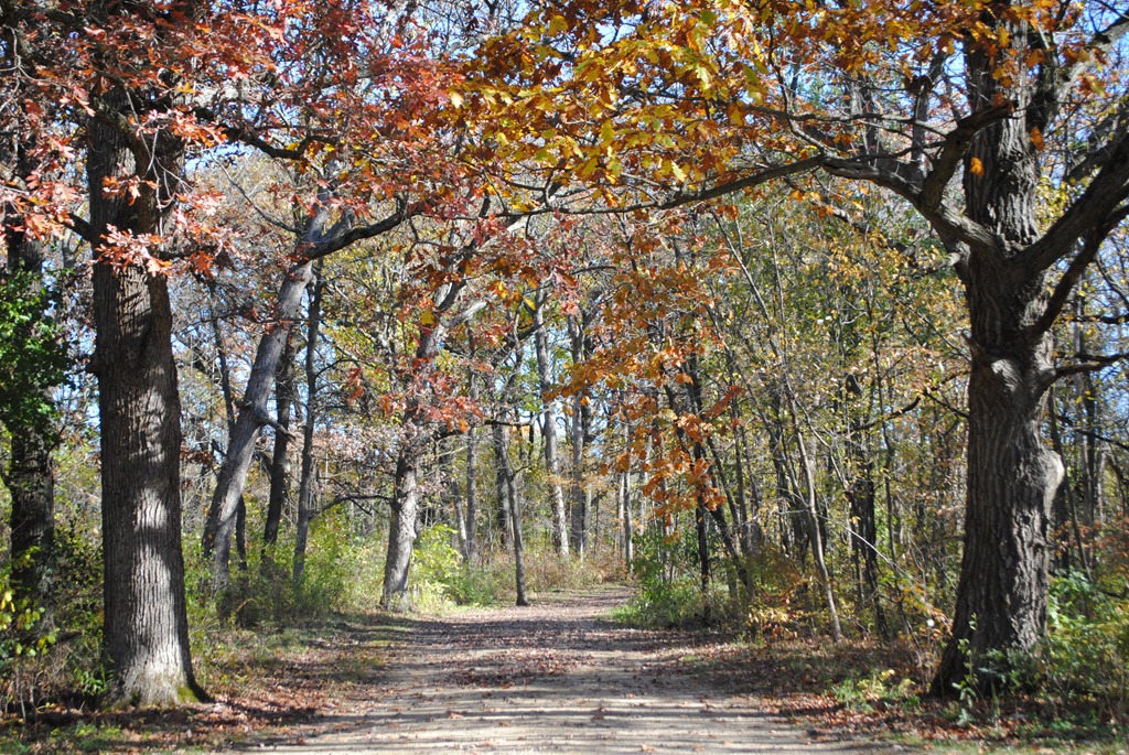 [Trees%255B5%255D.jpg]