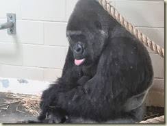 01 Gorilla 01 Gorilla