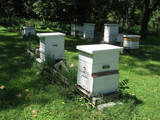 This is what Foley's bee apiary looks like in Missouri; the taller hives are the more productive ones. (Photo credit: Jennifer Moore)
