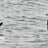 Parasitic jaeger pursuing a laughing gull