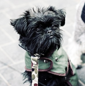 [1375214_cairn_terrier3.jpg]
