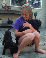 Gentle Labradoodle pup