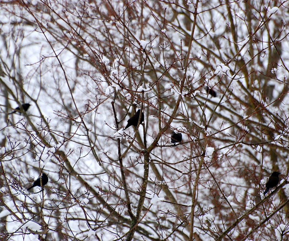 [7.%2520grackles-kab%255B4%255D.jpg]