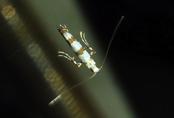 Probablement : Gracillariidae : Gracillariinae : Acrocercops autadelpha MEYRICK, 1880. Umina Beach (NSW, Australie), 25 avril 2011. Photo : Barbara Kedzierski