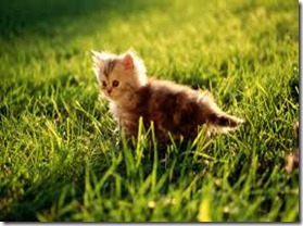 cat cat