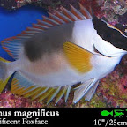 Siganus_magnificus.jpg