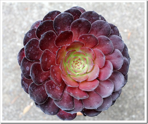 111003_Aeonium-Catlin