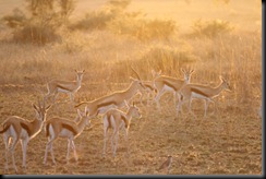 October 18 2012 Impala's at Sunrise