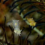 2 pygmy squids