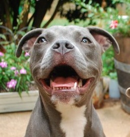 Trip's story begins like that of so many wonderful animals in need, but hers has a happy ending- one I wish was the case for thousands of others like her. Trip's story begins like that of so many wonderful animals in need, but hers has a happy ending- one I wish was the case for thousands of others like her.