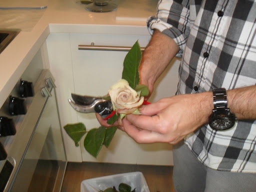 Here is a Metallina rose.