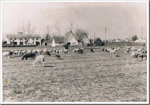 Barracas de la huerta. 1958