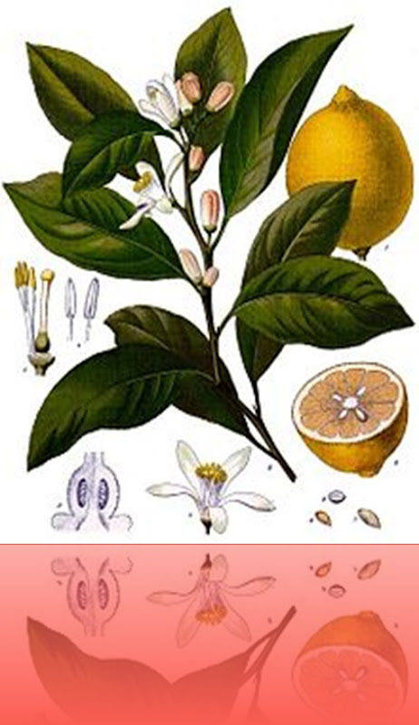 220px-Citrus_x_limon_-_K%C3%B6hler%E2%80%93s_Medizinal-Pflanzen-041[1]