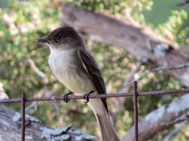 [Eastern_Phoebe_Insect3.jpg]