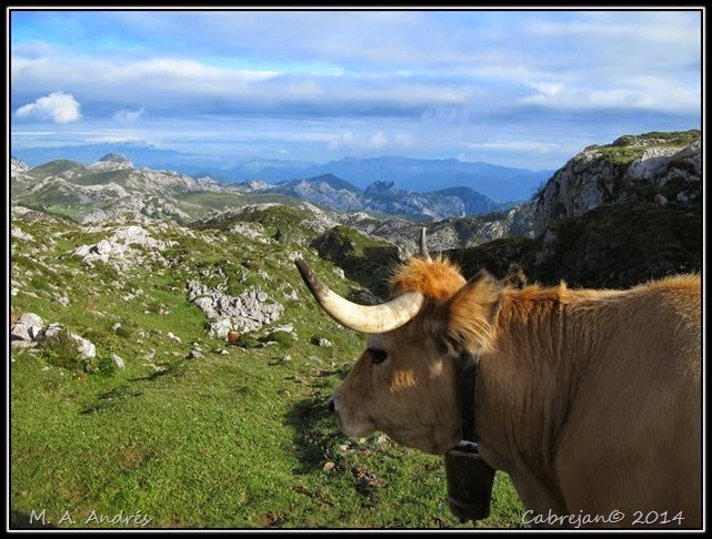 Picos 559 Picos 559