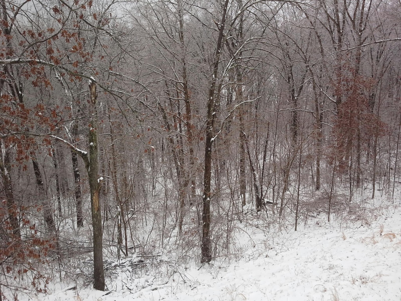 Bluegrass Mommy Winter in Kentucky