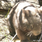 wildlife 4