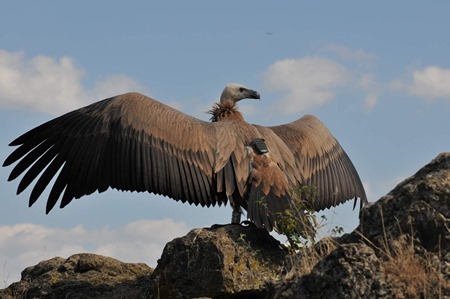 Griffon Vulture Griffon Vulture