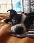 An air-conditioned house is safest for your furry friend... An air-conditioned house is safest for your furry friend...