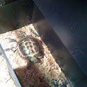 Tortoise