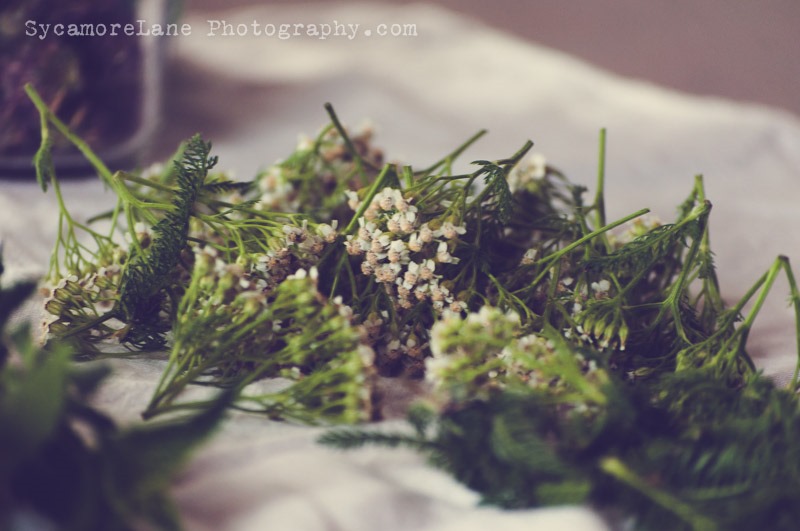 [SycamoreLane-Photography-Herbs-45.jpg]