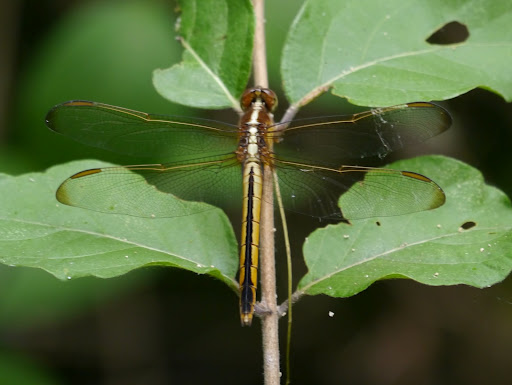 P1070384