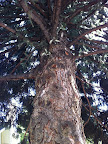And there were huge trees for cats, birds and others to enjoy!
