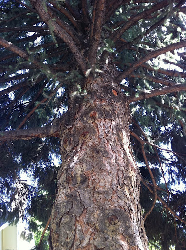 And there were huge trees for cats, birds and others to enjoy!