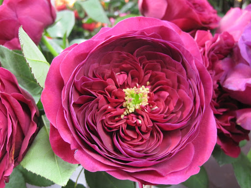 This rose, 