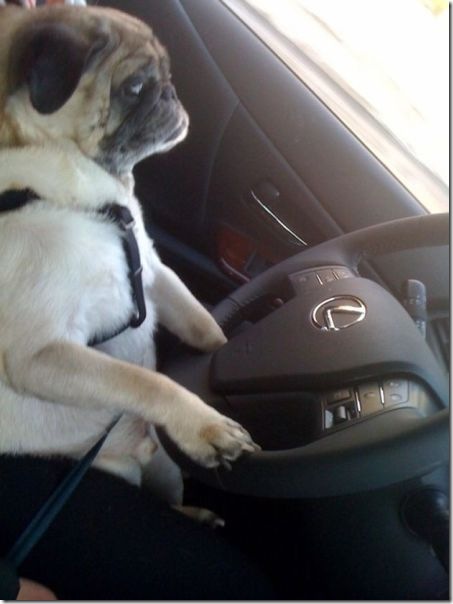 funny-animals-cute-14