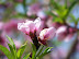 Mt Vernon in Spring