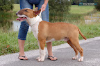 Merlin Pajar Plzensky Bull