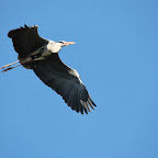 IMG_0880.JPG