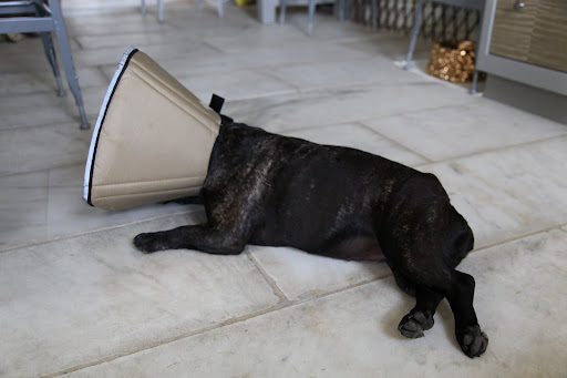 We also love to find a cool spot to sit, whether it be shady grass outside or the nice cool marble floor in Martha's kitchen.