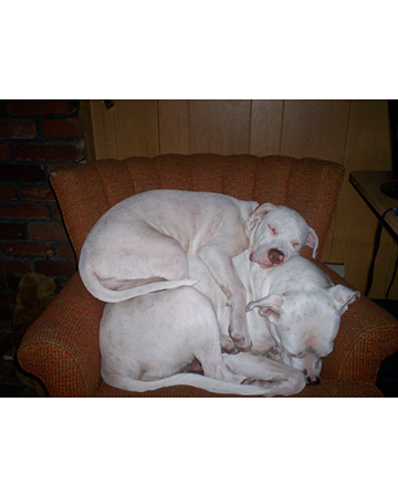 ...They are resourceful...
(Suki who was born deaf, sleeping on top of her mom, Sugar) ...They are resourceful...
(Suki who was born deaf, sleeping on top of her mom, Sugar)