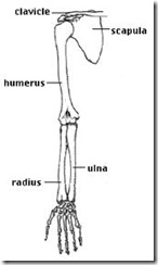 Arm Bones