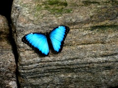butterfly_by_shahar12-d47zxrn butterfly_by_shahar12-d47zxrn
