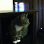 cats_chance_2011_06_10_13.jpg