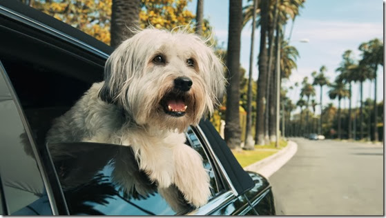 SYCO<br />Ashleigh amd Pudsey in Los Angeles SYCO<br />Ashleigh amd Pudsey in Los Angeles