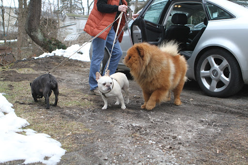 We have arrived at the groomer and there are many interesting things to sniff around here.