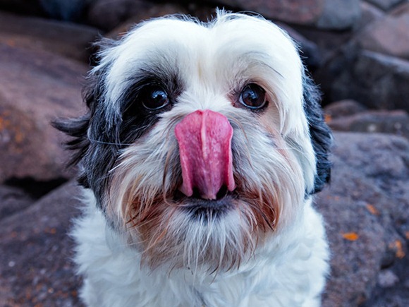 Cute_Dogs_With_Tongues_Out_24