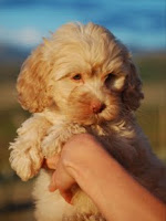 Dane is a adorable male doodle