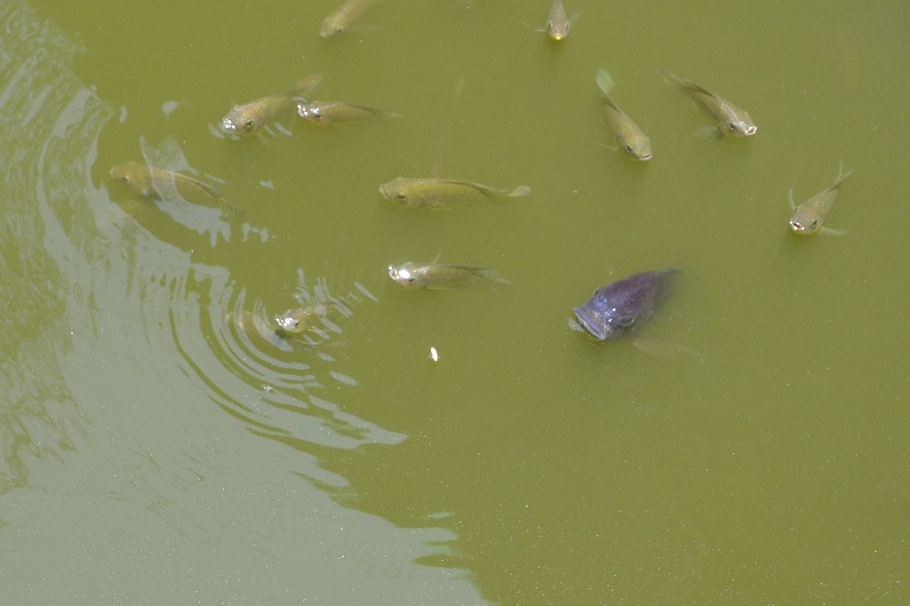 [Fishes%2520in%2520Apag%2520Marangle%2527s%2520fishpond%255B3%255D.jpg]